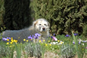 8 Dogs With Enough Pack Instinct to Outsmart Predators Like Coyotes