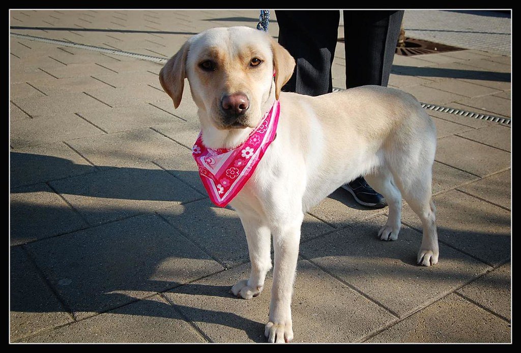 Labrador Retriever (image credits: flickr)