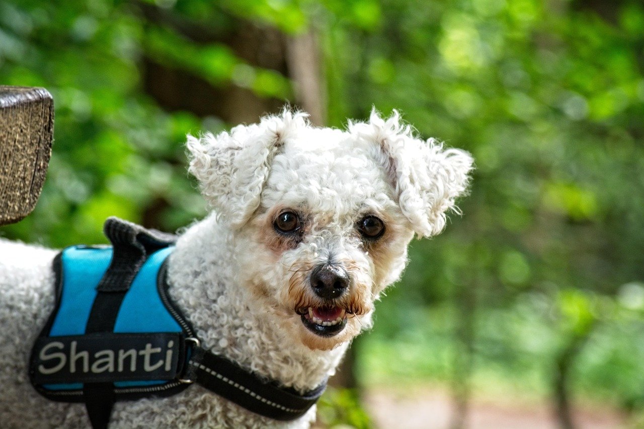 Bichon Frise (image credits: pixabay)
