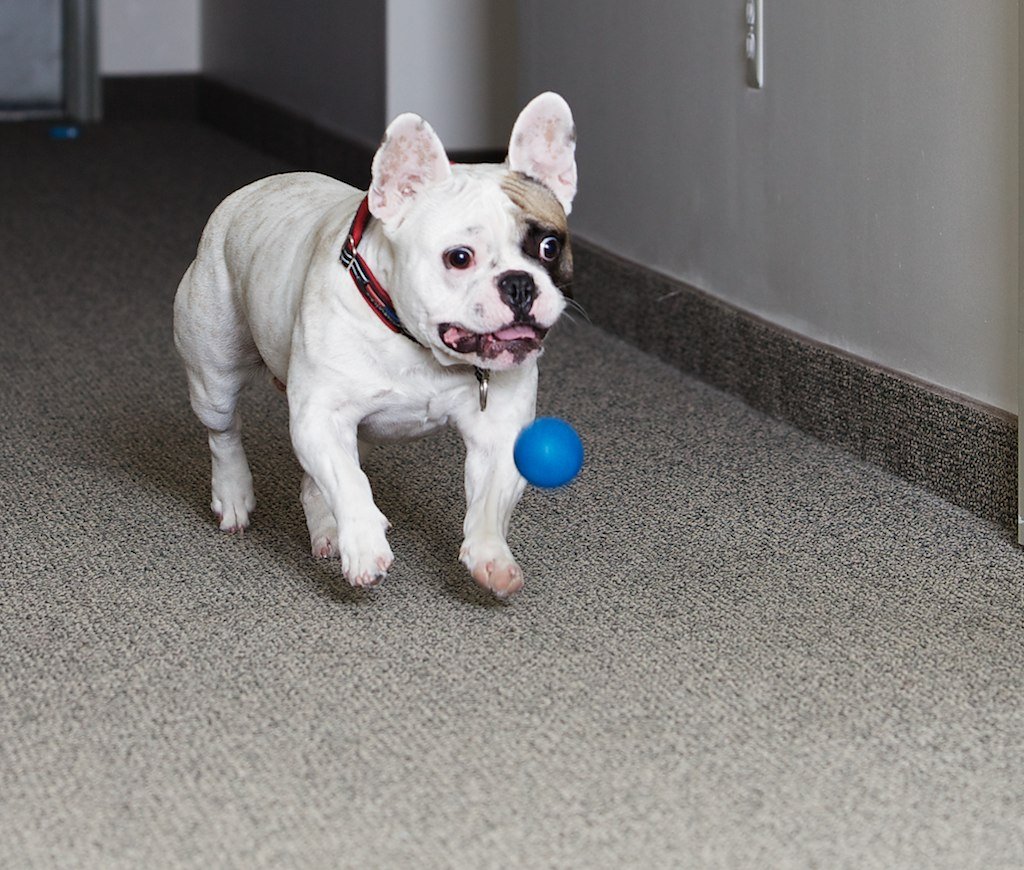 French Bulldog (image credits: flickr)
