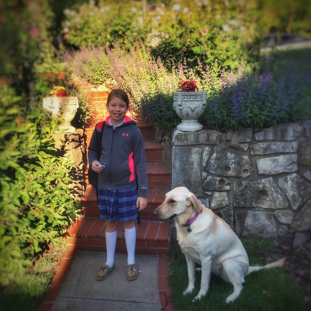 Labrador Retriever: The Patient Playmate (image credits: flickr)