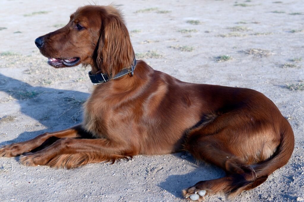 Irish Setter: The Playful Peacemaker