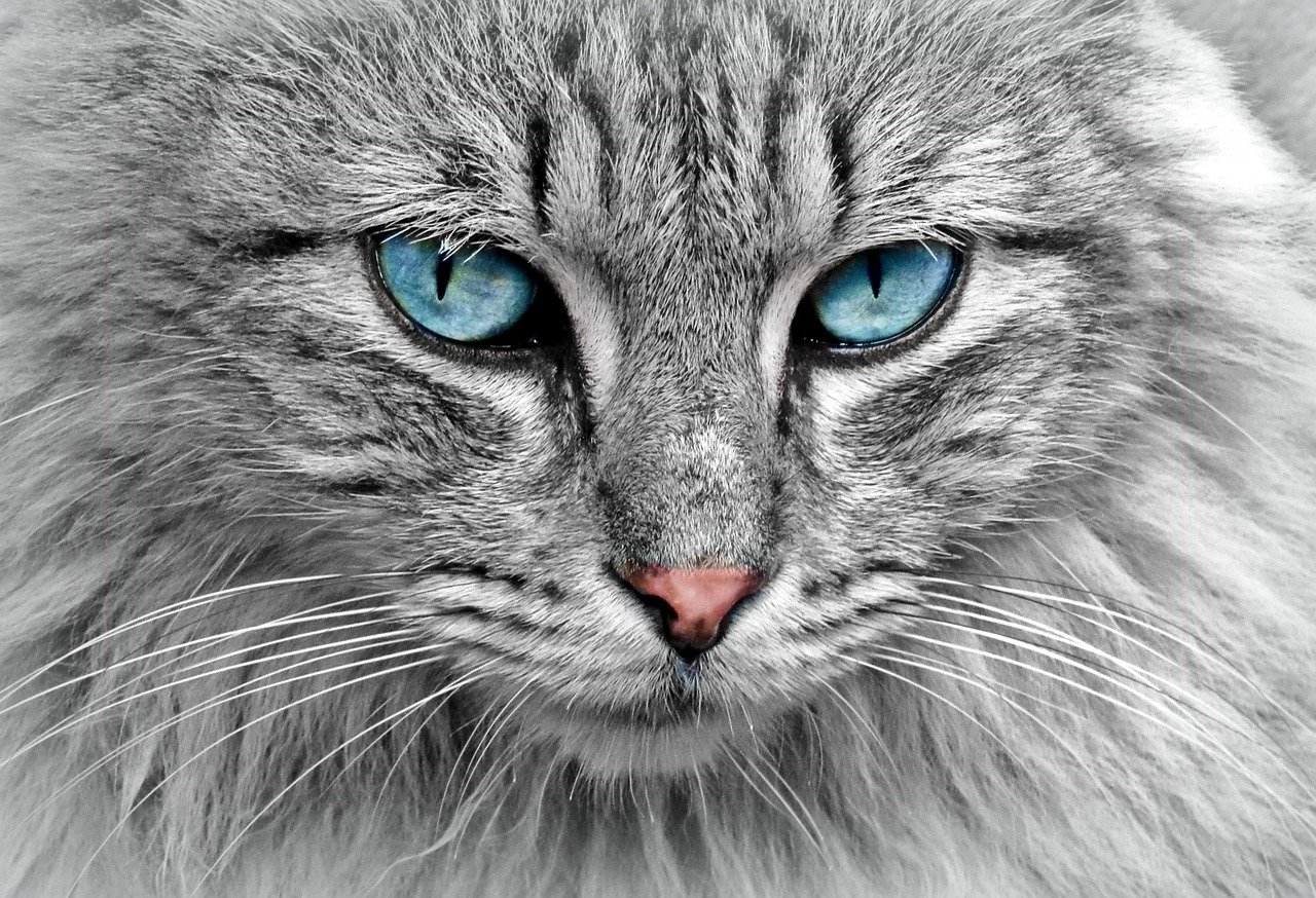 8 Ways You Might Be Annoying Your Cat