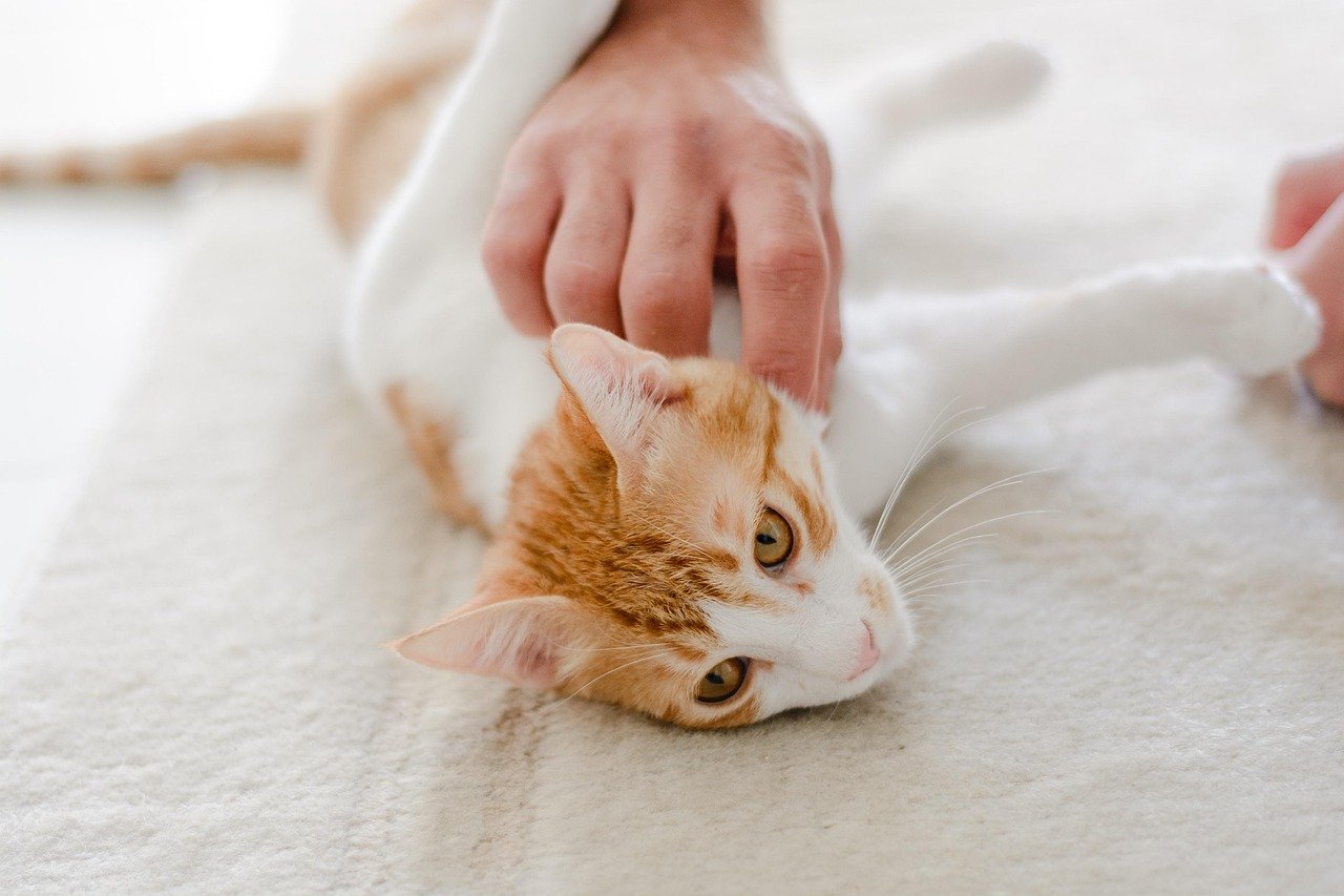 Petting in the Wrong Spots (image credits: pixabay)