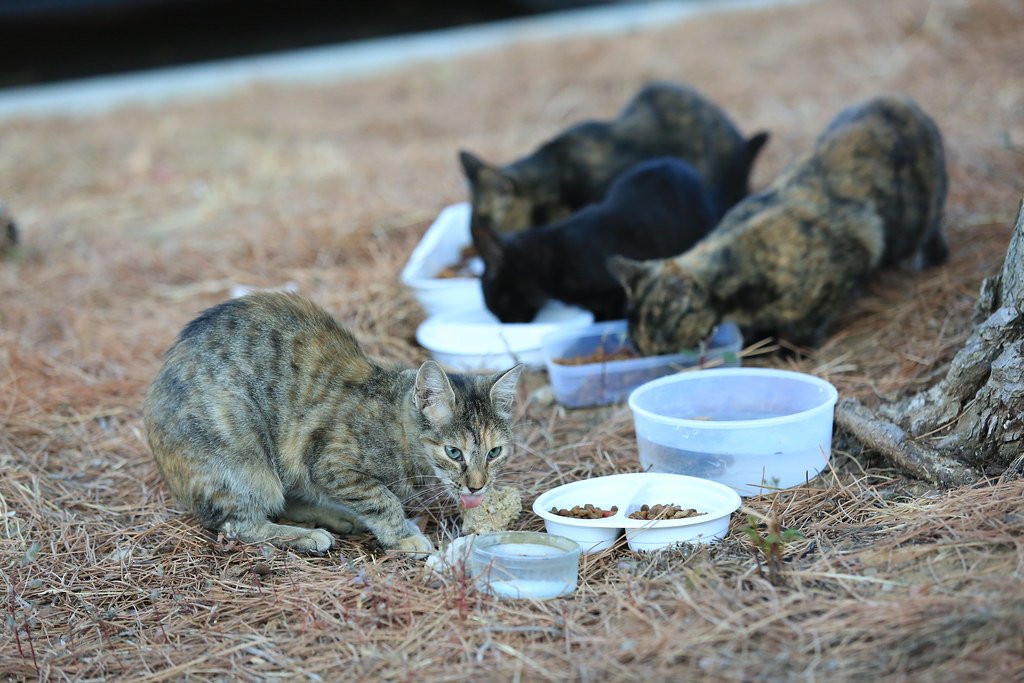 Overfeeding or Changing Diet Abruptly (image credits: flickr)