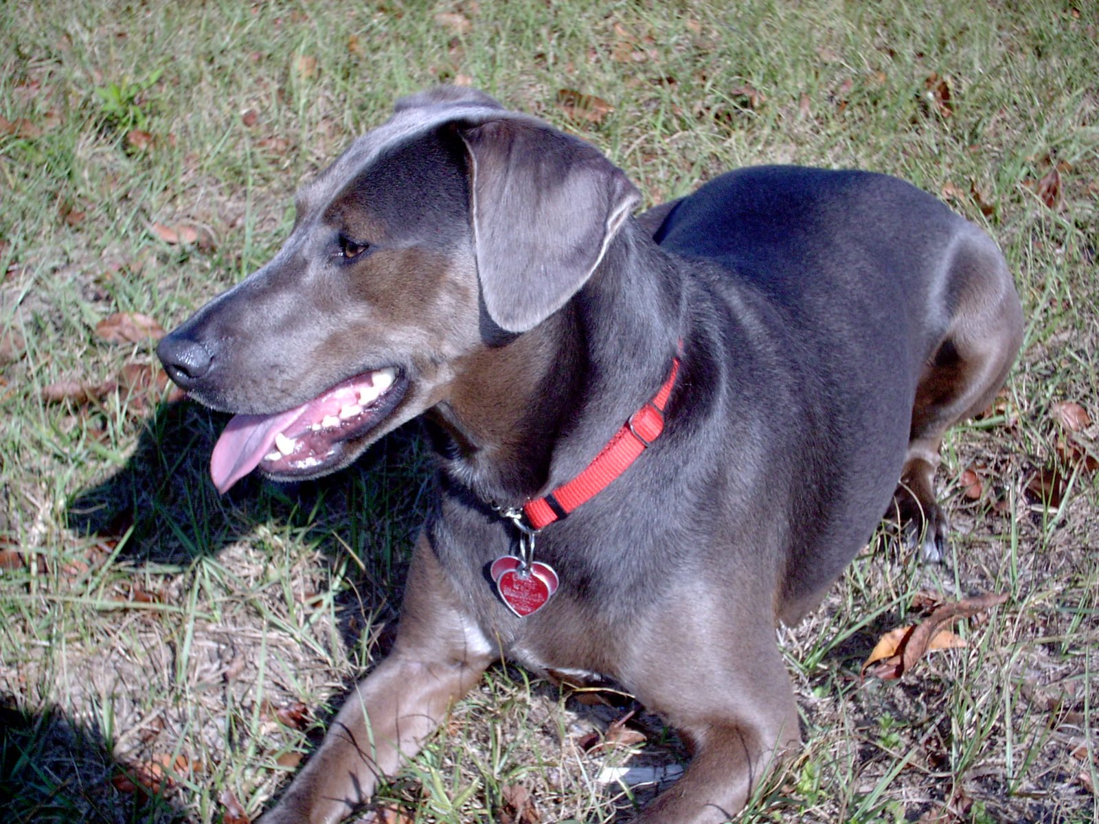 Blue Lacy: Texas’ Own State Dog (image credits: wikimedia)