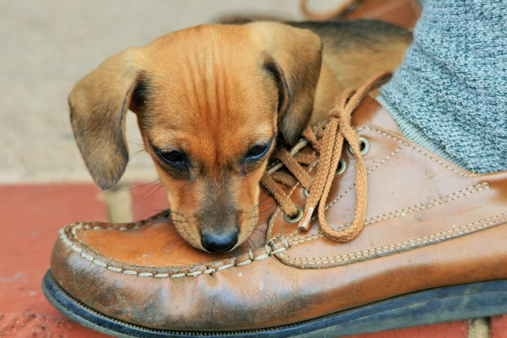 Keep Shoes Out of Reach (image credits: rawpixel)