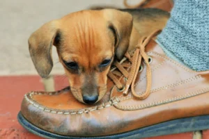 8 Ways To Stop Your Dog Chewing on Your Shoes
