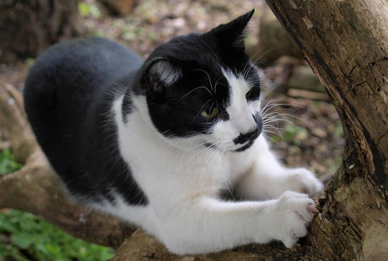 Understand Why Cats Scratch (image credits: pixabay)