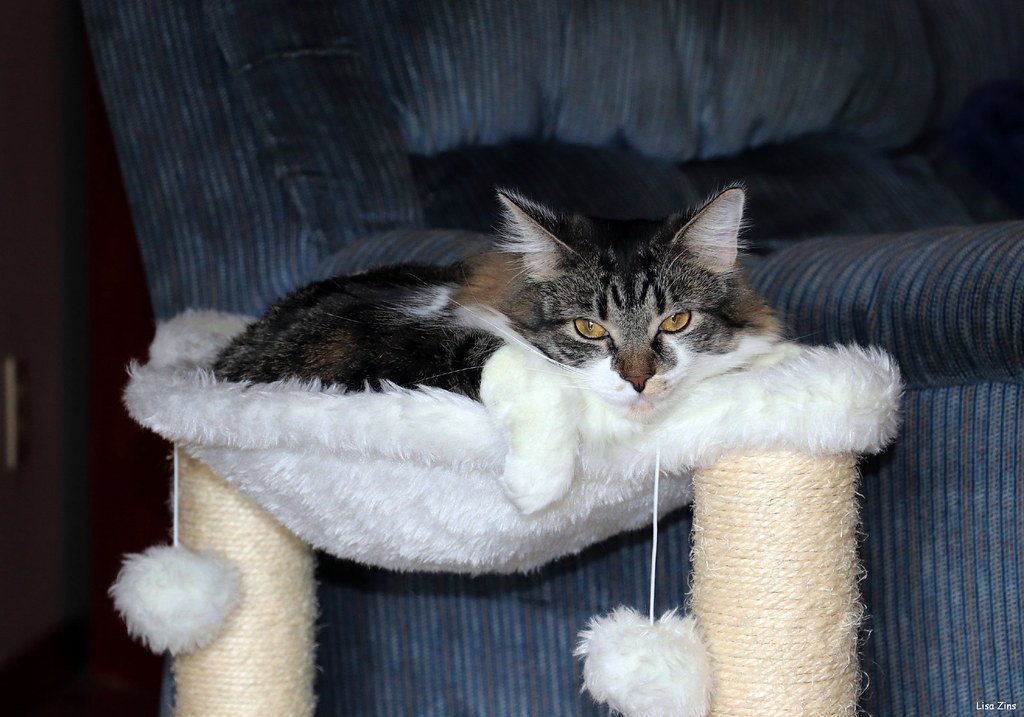 Use Catnip and Positive Reinforcement (image credits: flickr)