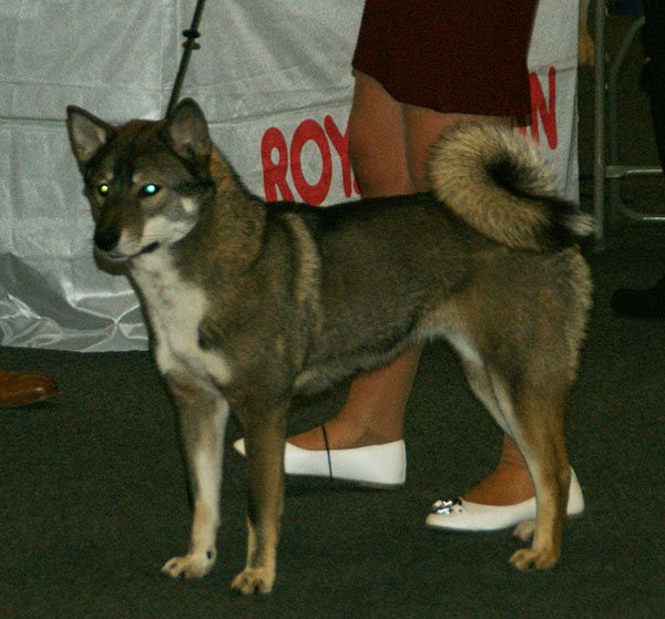 Shikoku: The Spirited Japanese Trailblazer (image credits: By Canarian, CC BY-SA 4.0, https://commons.wikimedia.org/w/index.php?curid=53981542)