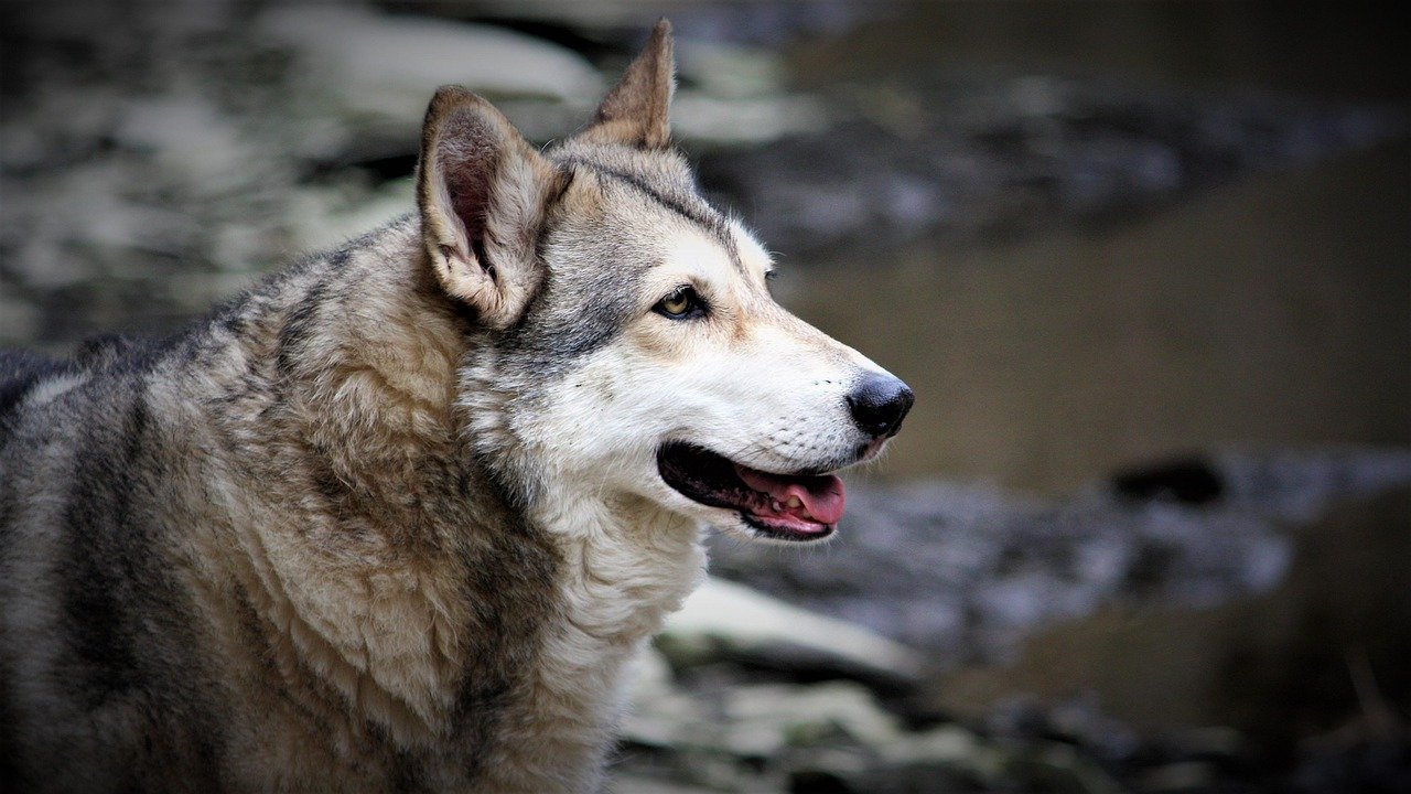 Saarloos Wolfdog: The Reserved Free Spirit (image credits: pixabay)