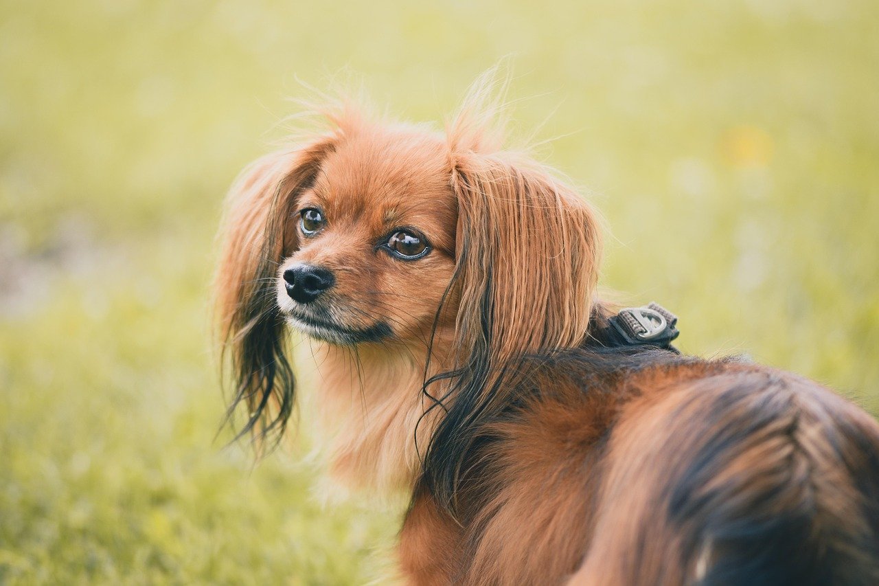 The Mighty Chihuahua - Pocket-Sized Bear Deterrent (image credits: pixabay)