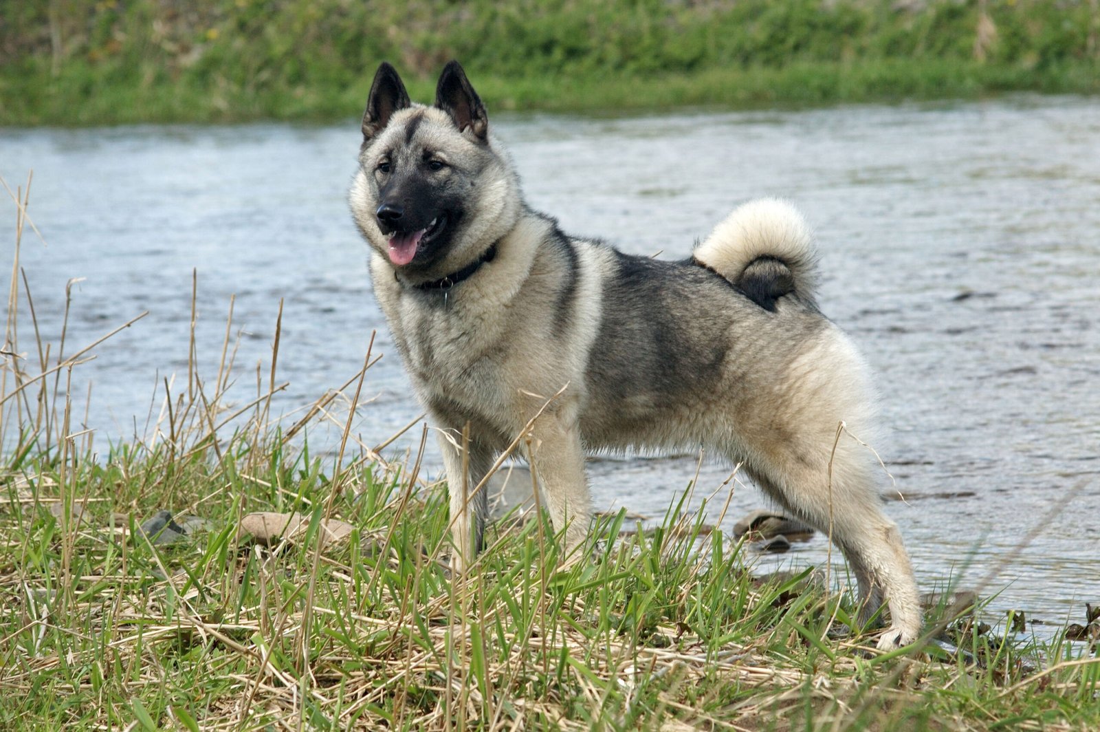 Norwegian Elkhound - The Viking's Choice (image credits: wikimedia)