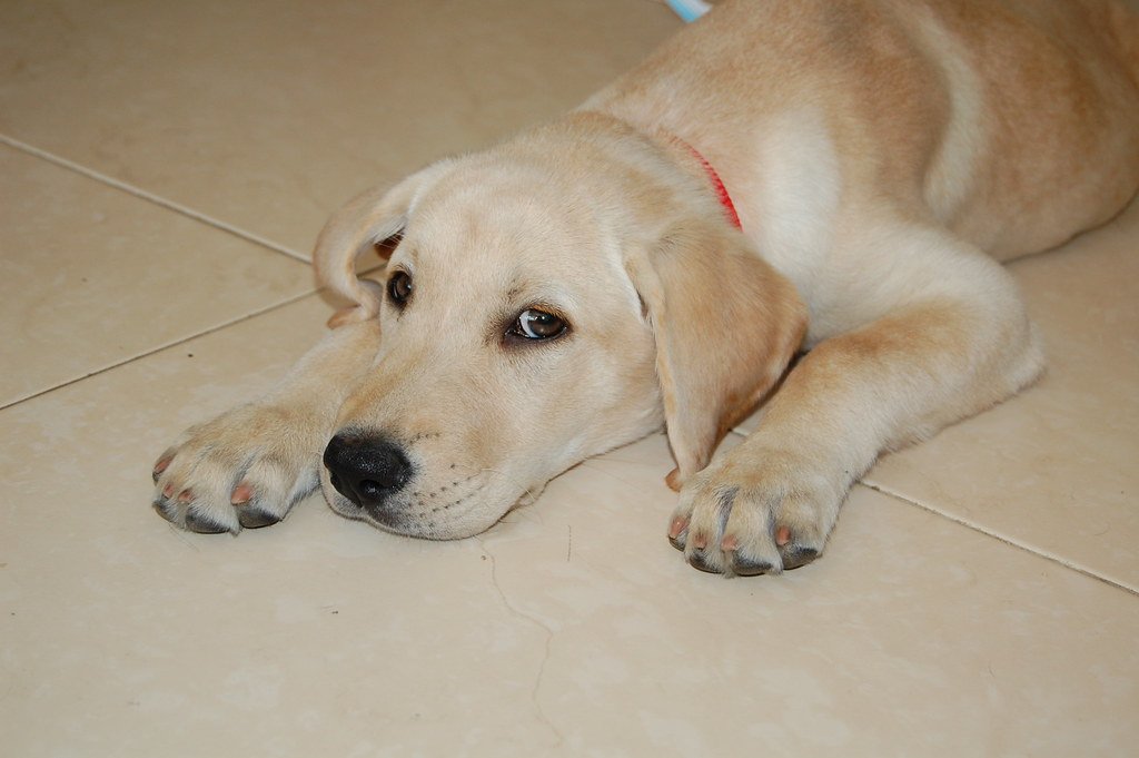 Labrador Retriever: The Reliable Companion (image credits: flickr)