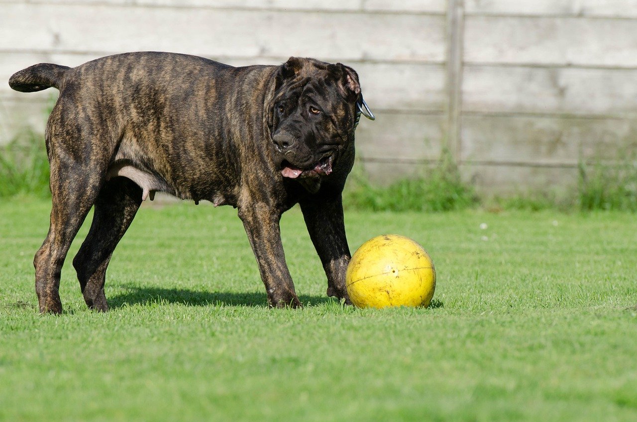 Presa Canario: Confident, But Not Always Kid-Friendly (image credits: pixabay)