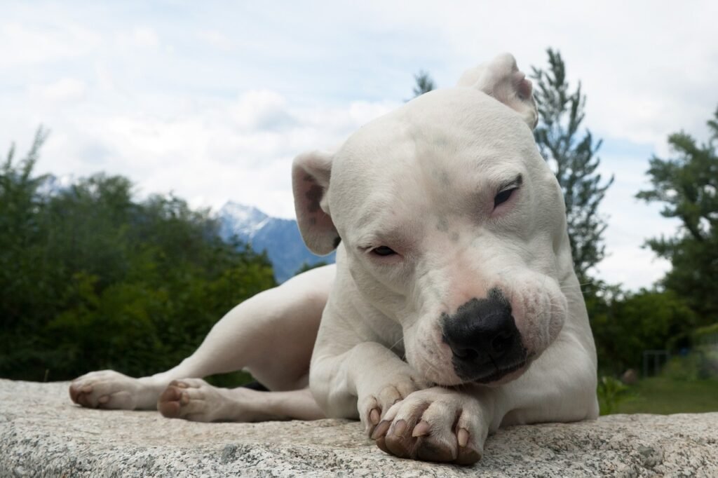 8 Dog Breeds That Might Be Too Aggressive For Families (And Do Better With Solo Owners)
