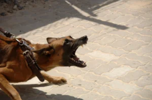 Chasing or Lunging at Family Members