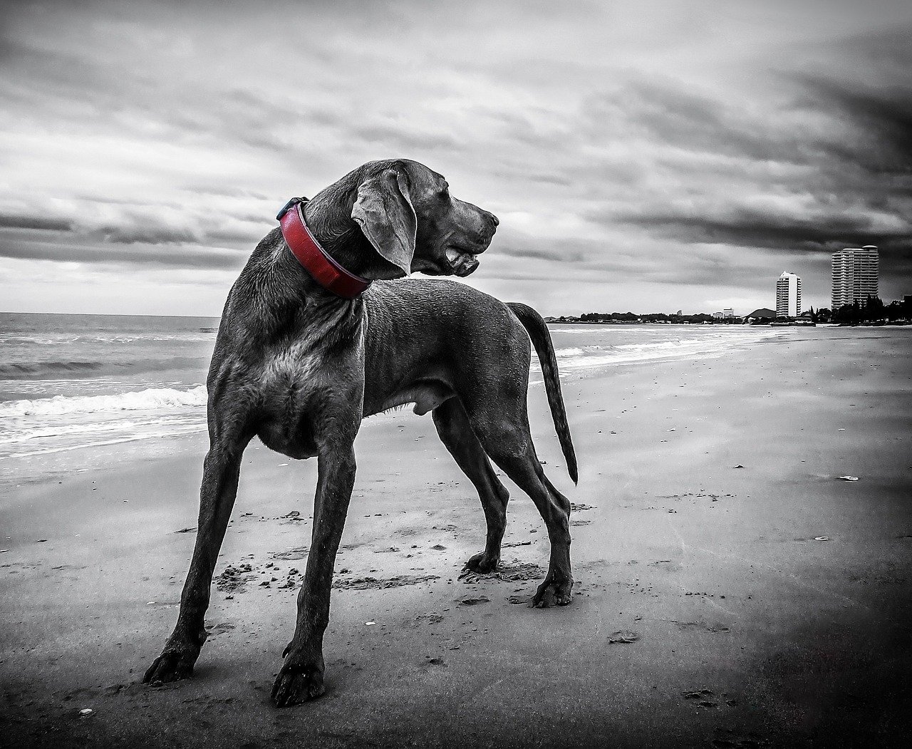 Weimaraner (image credits: pixabay)