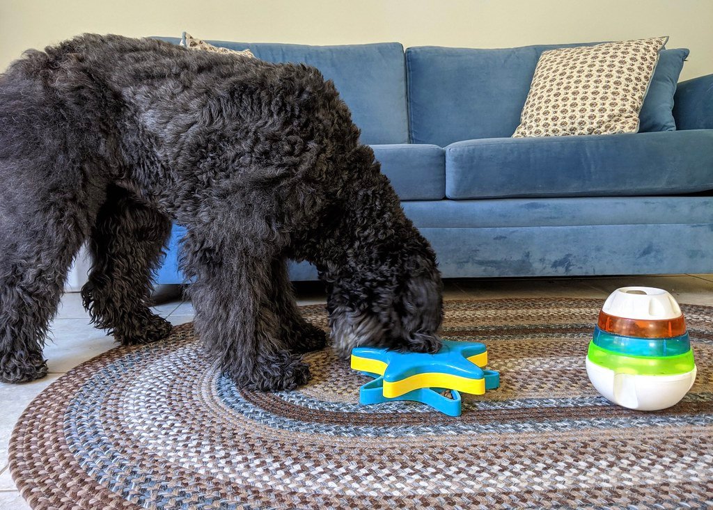 Mental Stimulation: The Game Changer (image credits: flickr)