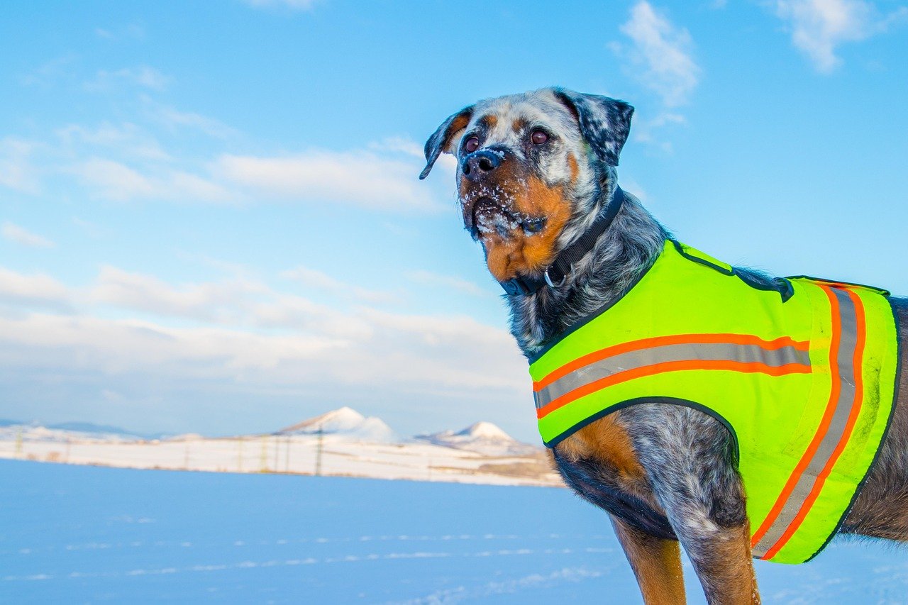 Why A Cooling Vest Could Help Your Dog in Summer