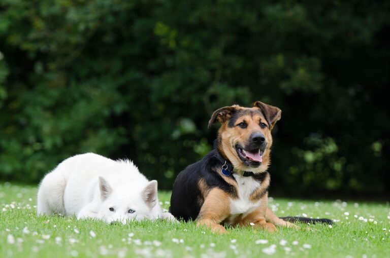 How Basic Dog Training Reduces Expenses