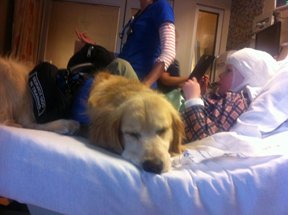 Environmental Adaptability and Stress Management (image credits: wikimedia)