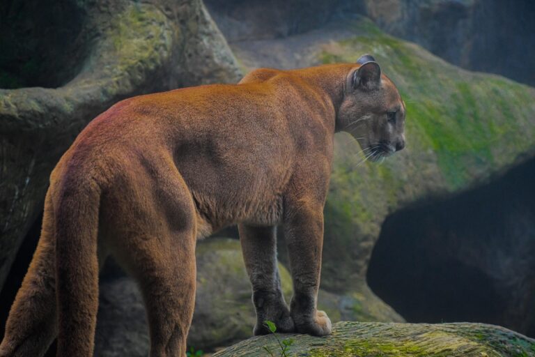 How To React If You Come Across A Puma While Hiking With Your Dog in Yellowstone