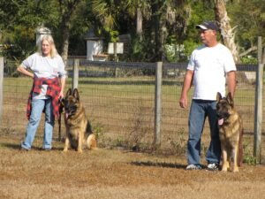 How a Rescue Dog Can Benefit From a Positive Reinforcement Dog Trainer