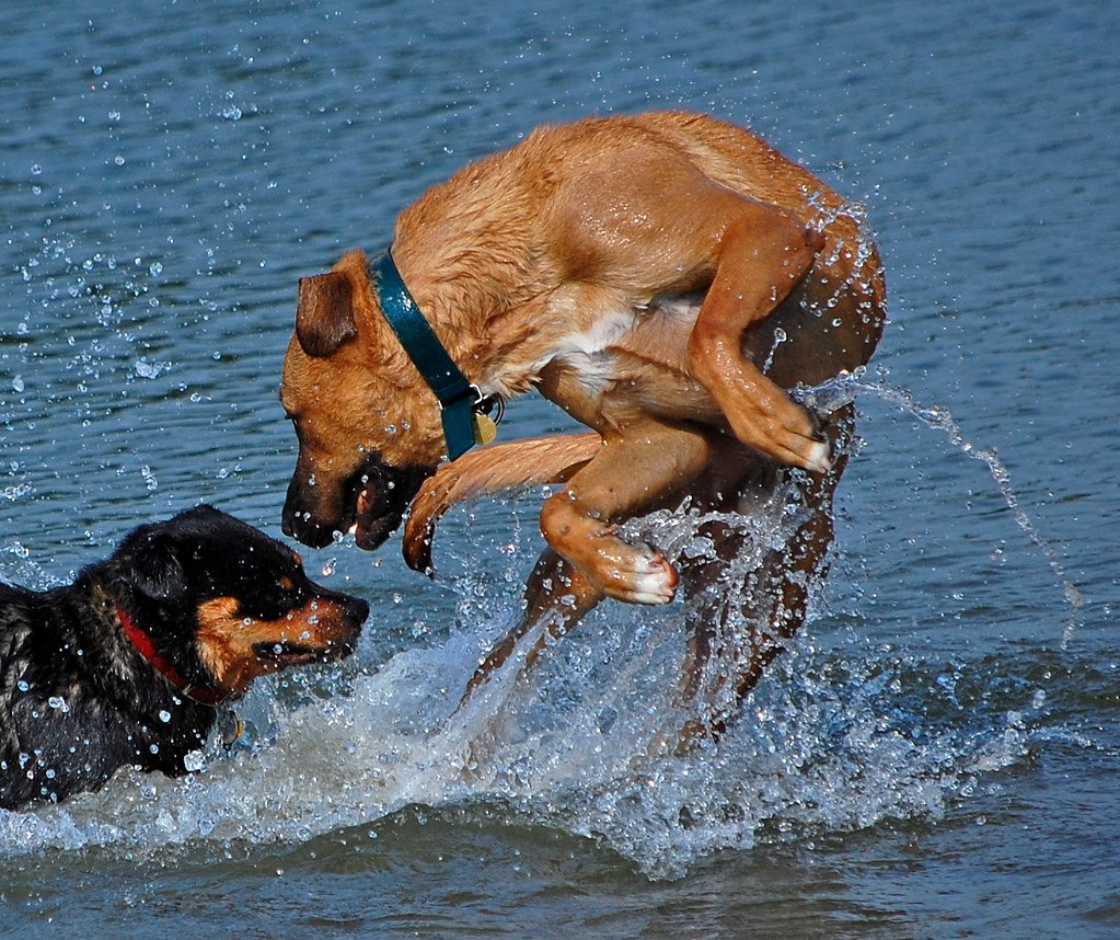 Warren G. Magnuson Park Off-Leash Beach, Washington (image credits: flickr)