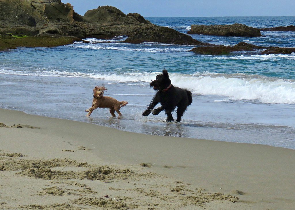 Top Dog-Friendly Beaches in the U.S. Your Pup Can Run Free On