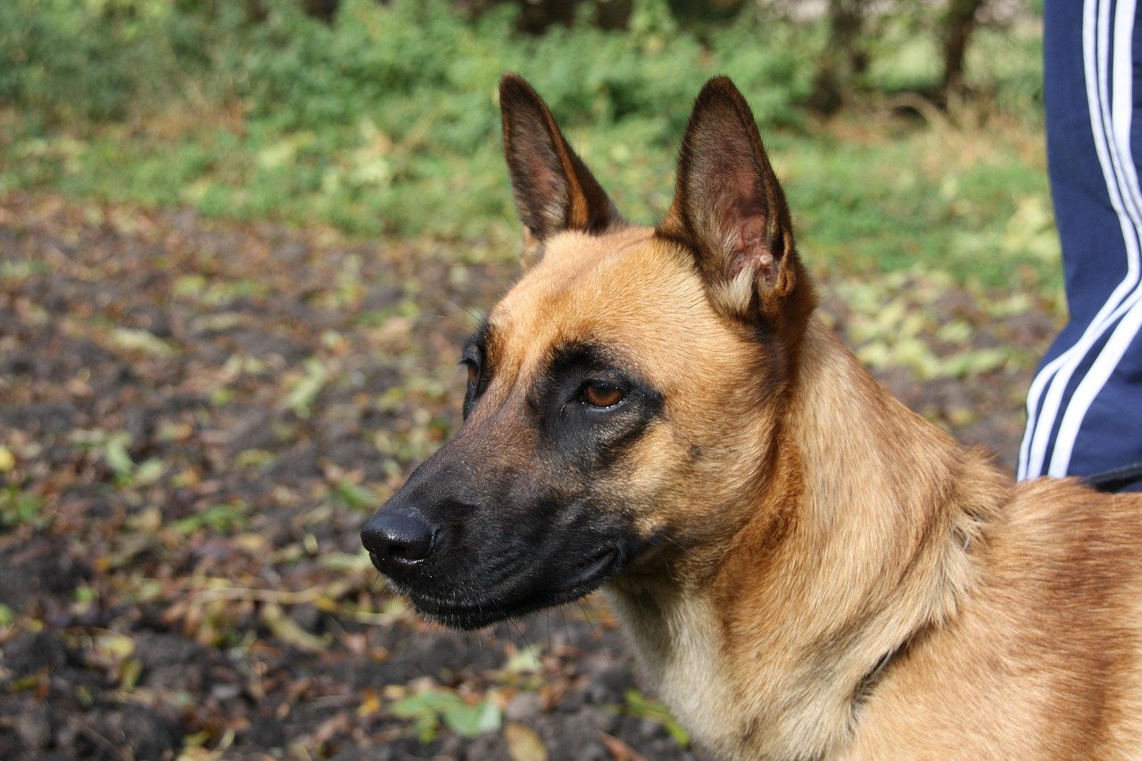 Belgian Malinois (image credits: pixabay)