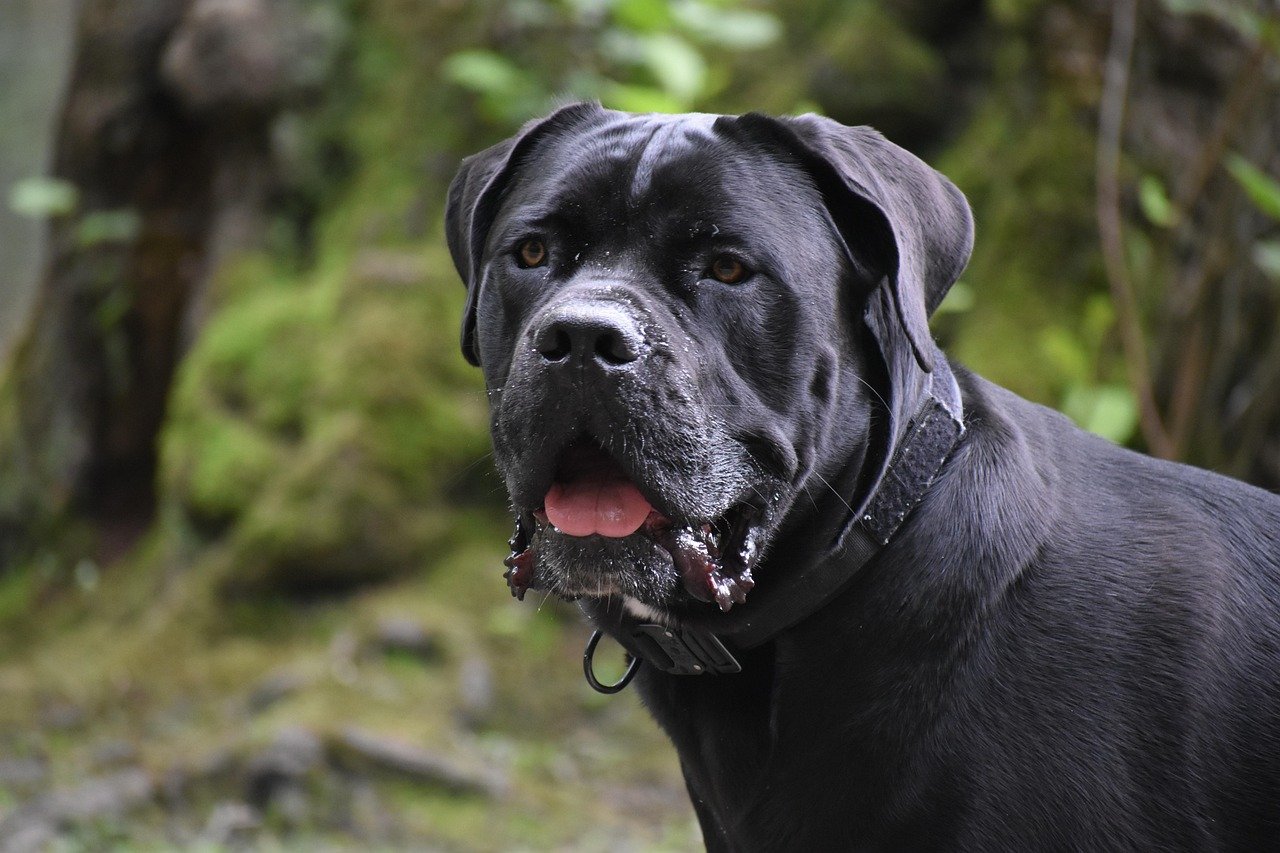 Cane Corso (image credits: pixabay)
