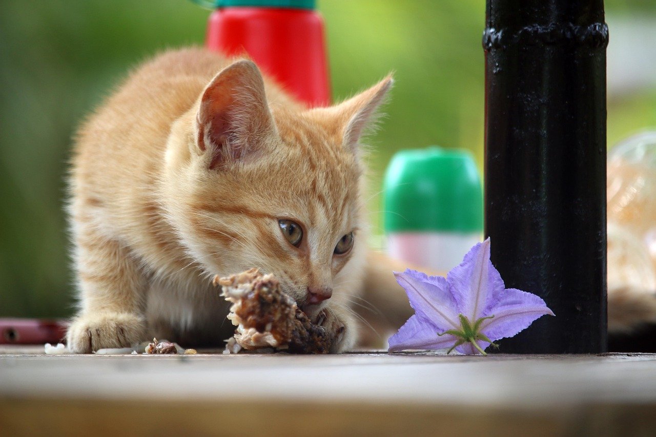 Food Means Love? Feeding Schedules That Backfire (image credits: pixabay)