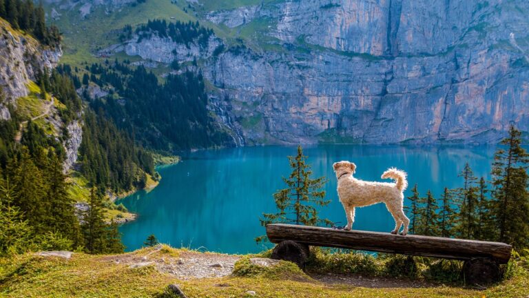 10 Things to Know If You Hike with Your Dog in Bear Country