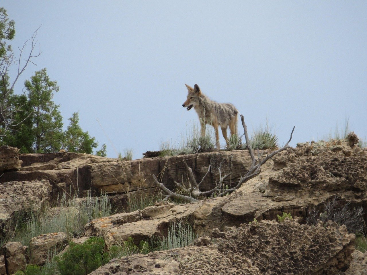 Coyote-Proofing Your Property (image credits: pixabay)