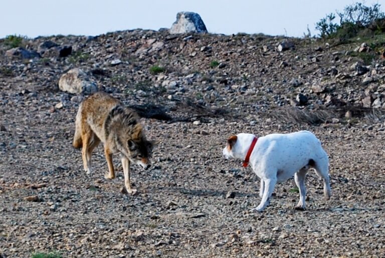 How to Keep Your Dog Safe From Coyotes in California