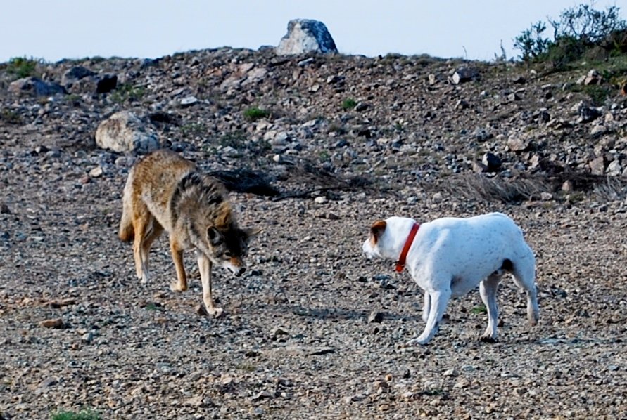 How to Keep Your Dog Safe From Coyotes in California