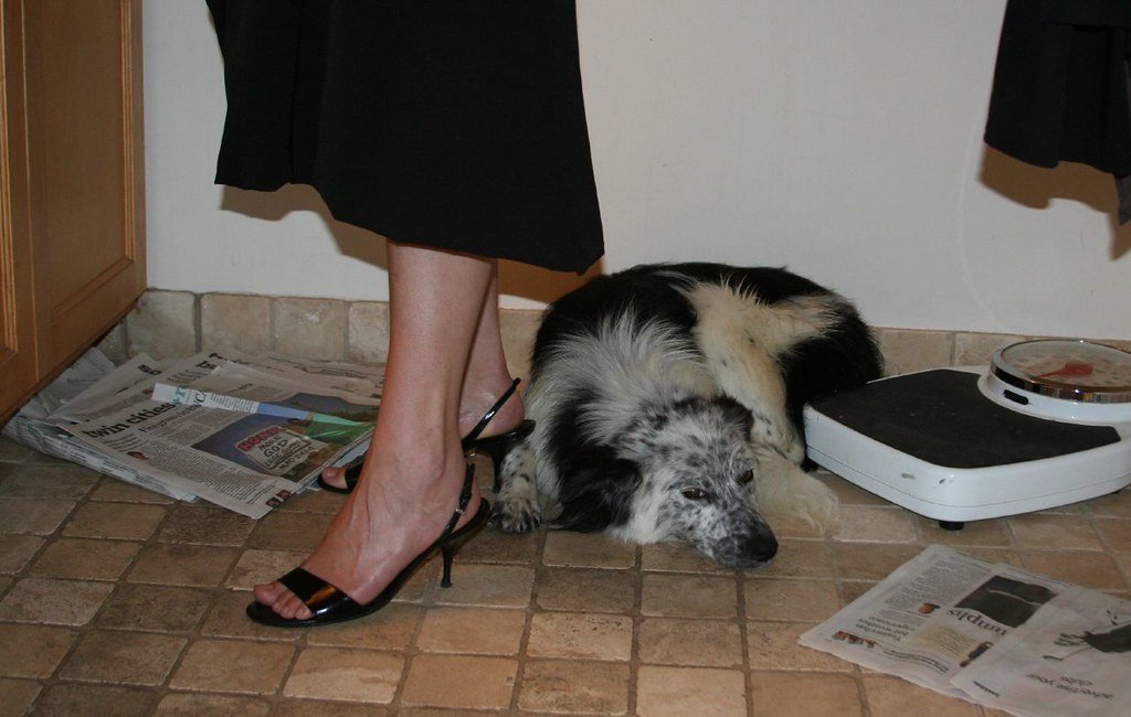 1. They Follow You Everywhere Like a Furry Shadow (image credits: flickr)