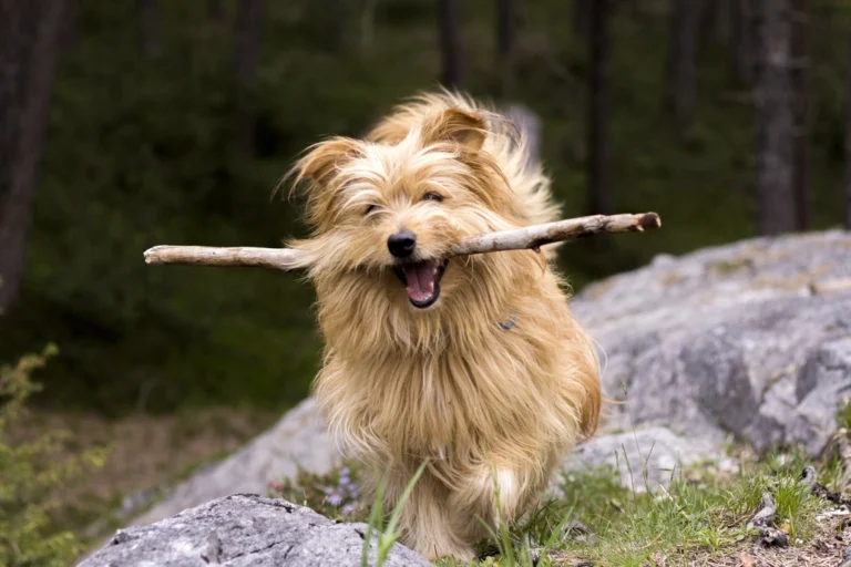 10 Signs You're Your Dog's Favorite Human and 5 That Mean He Doesn't Trust You