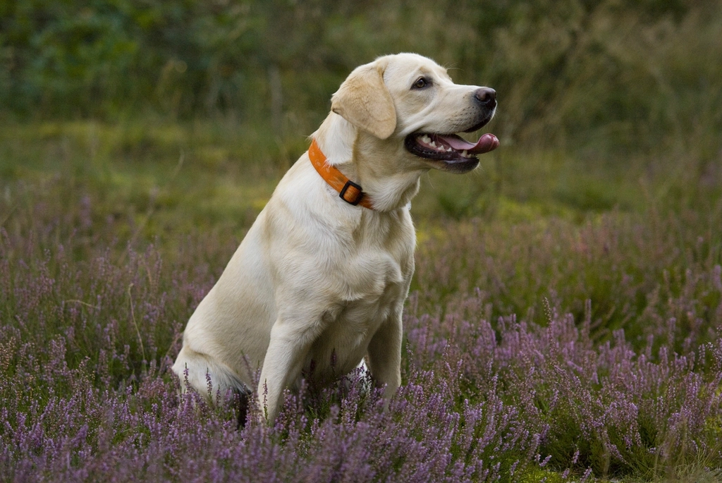 Labrador Retriever - The Ultimate Family Companion (image credits: rawpixel)