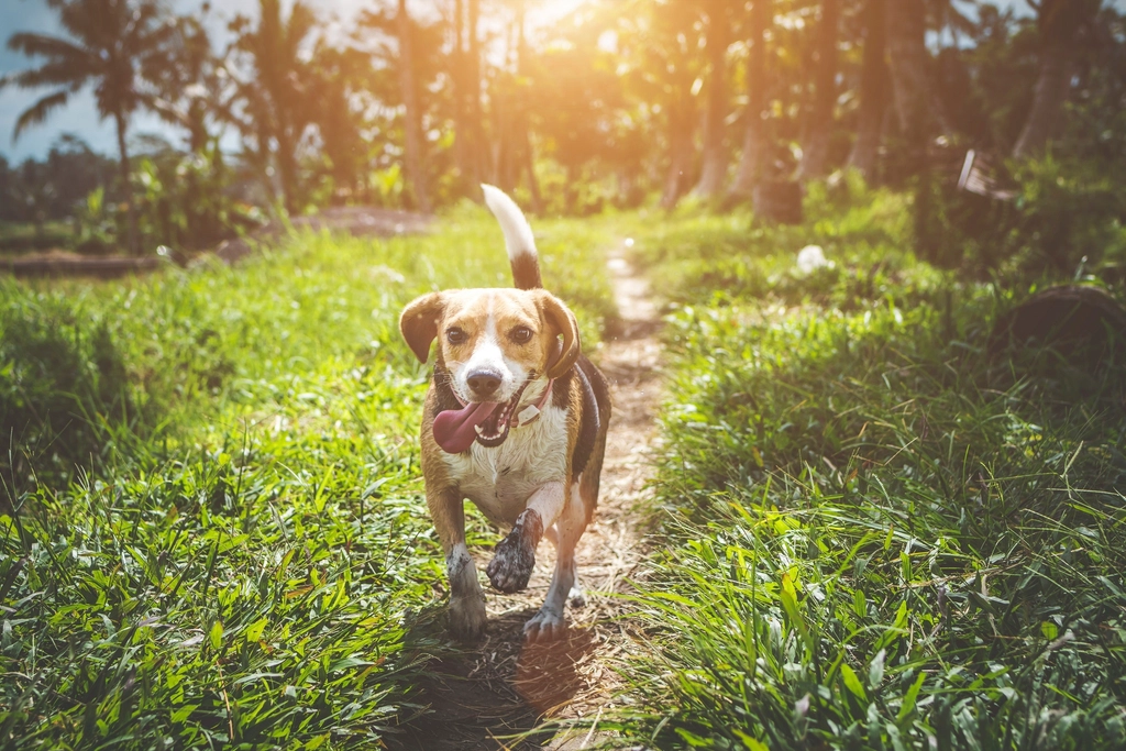 Beagle - The Merry Little Explorer (image credits: rawpixel)