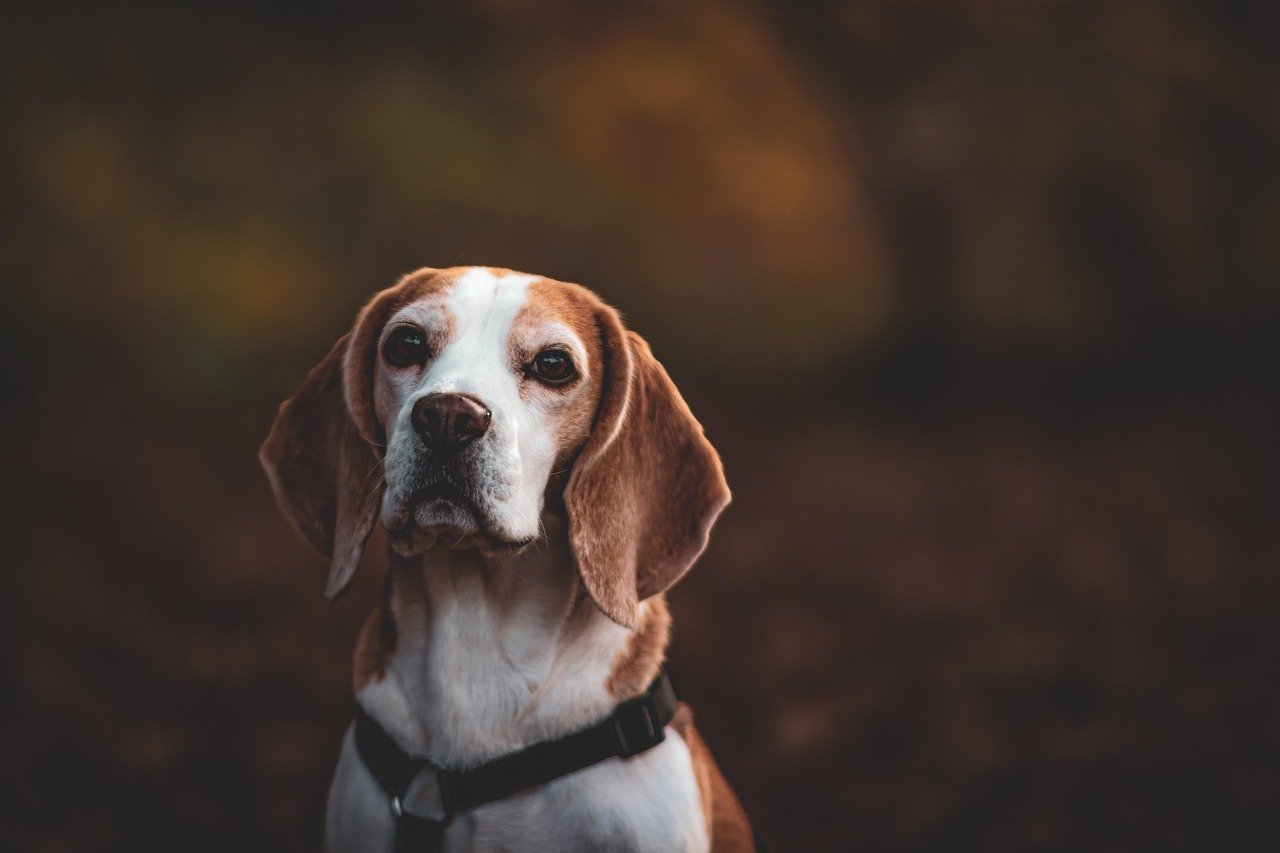 Beagle - The Melodic Howler (image credits: pixabay)