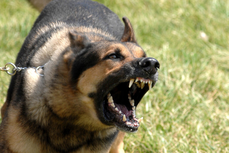 10 Dog Breeds That Bark Loud Enough to Turn a Bear Back Around