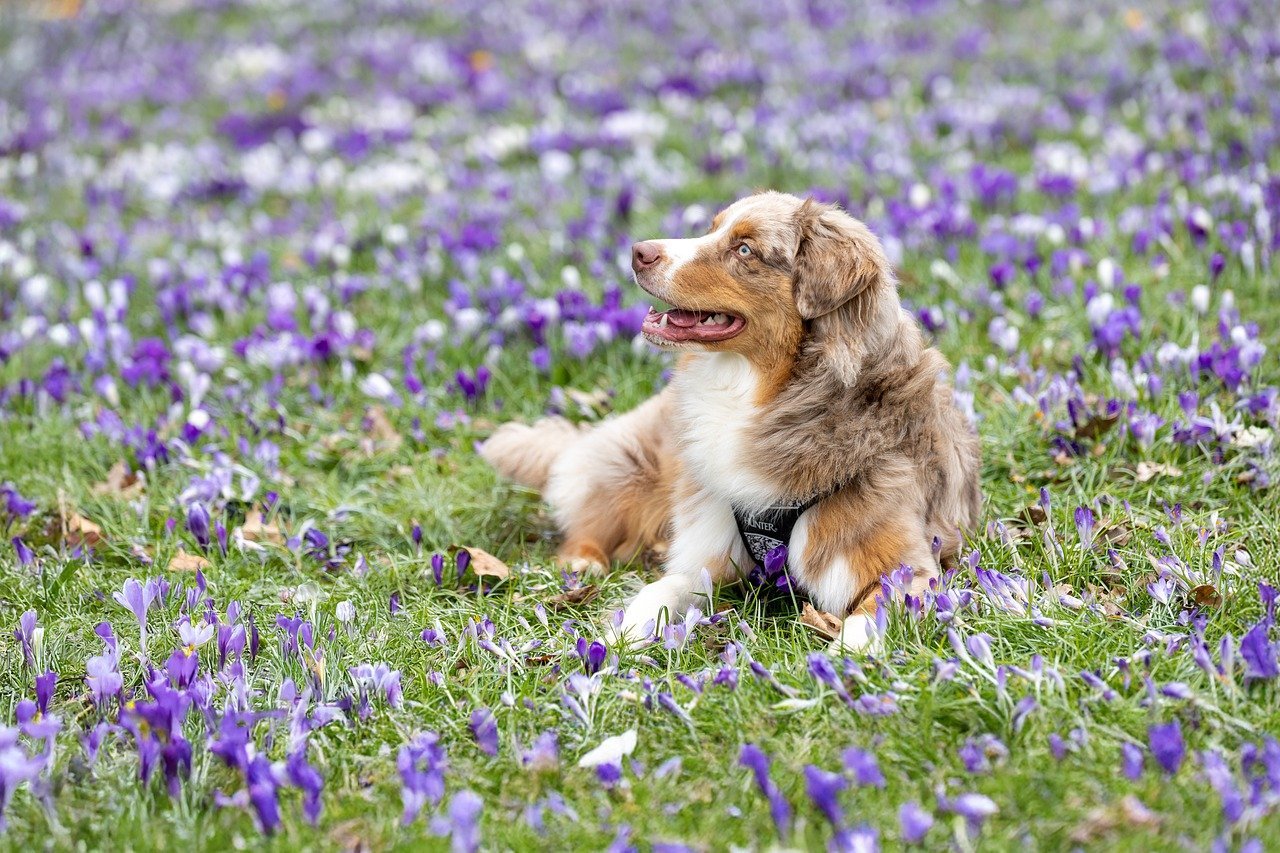 Australian Shepherd: The Herding Herald (image credits: pixabay)