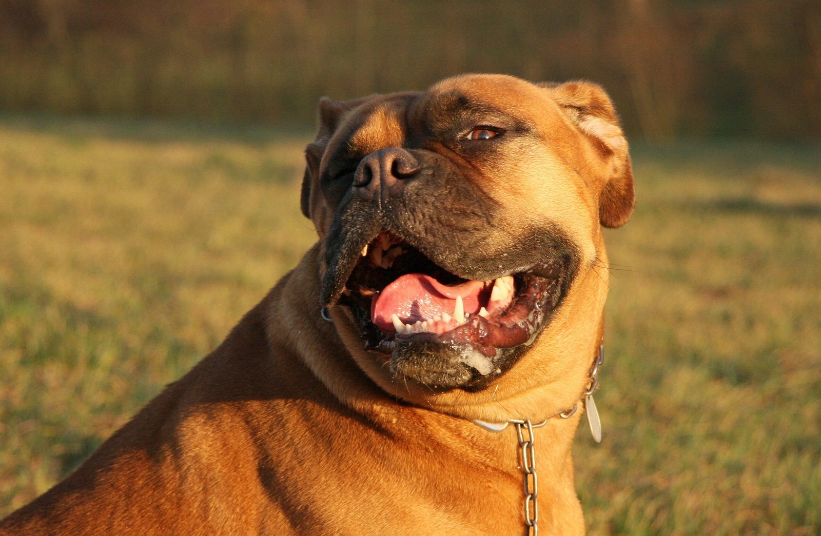 Living With Your Aromatic, Drooly Best Friend (image credits: wikimedia)