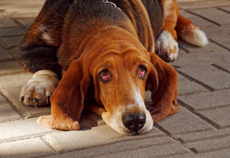 10 Dog Breeds That Stink and Drool the Most