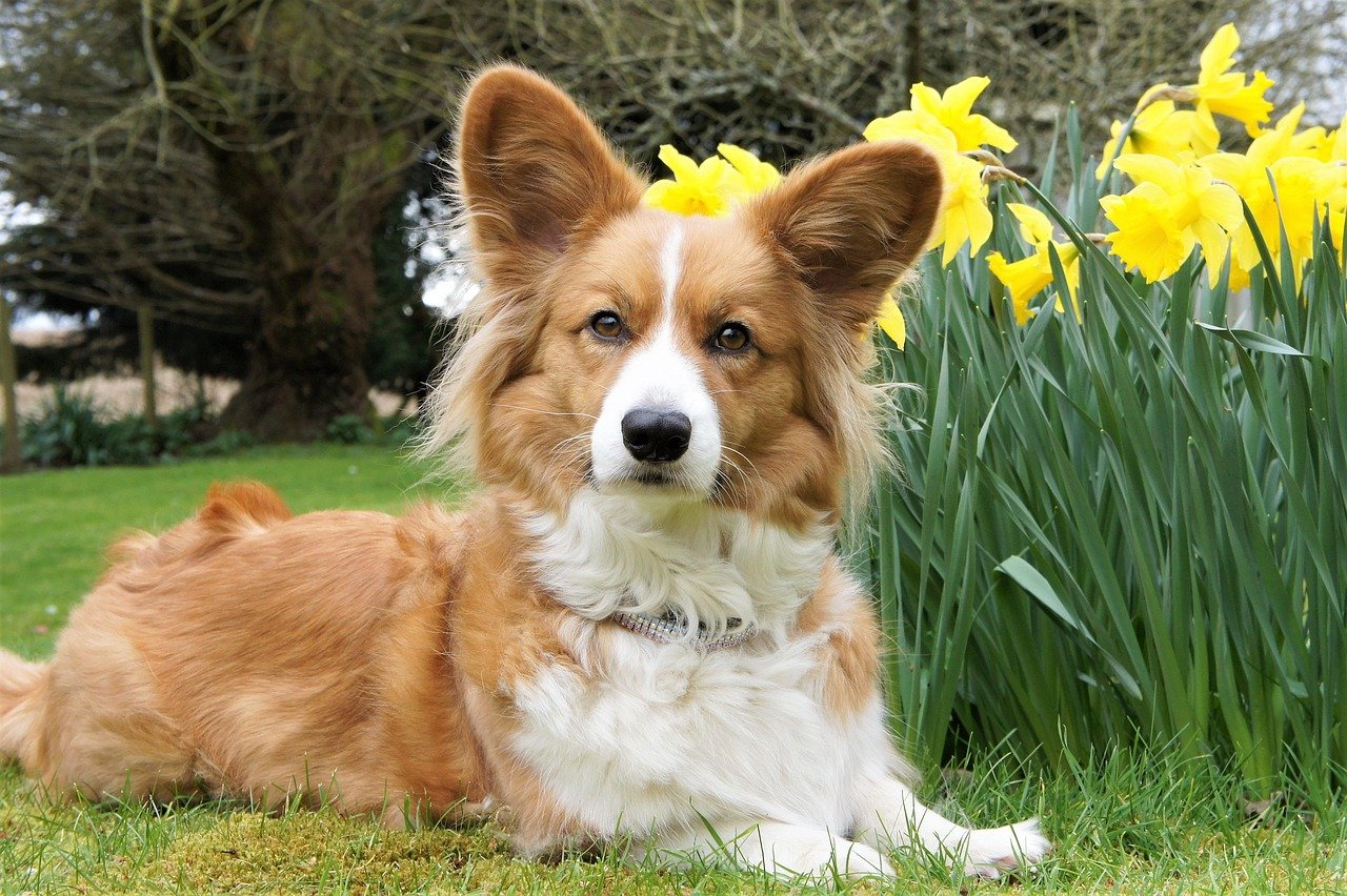 Cardigan Welsh Corgi: Short Legs, Long Hair Problem (image credits: pixabay)