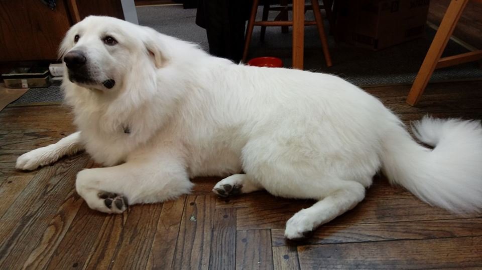 Great Pyrenees: The Gentle Giant White-Out (image credits: wikimedia)