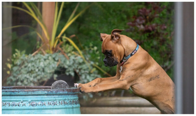 Boxers: The Four-Legged Stand-Up Comedians